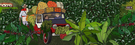Café colombiano: la poción para saborear la suavidad de nuestros campos