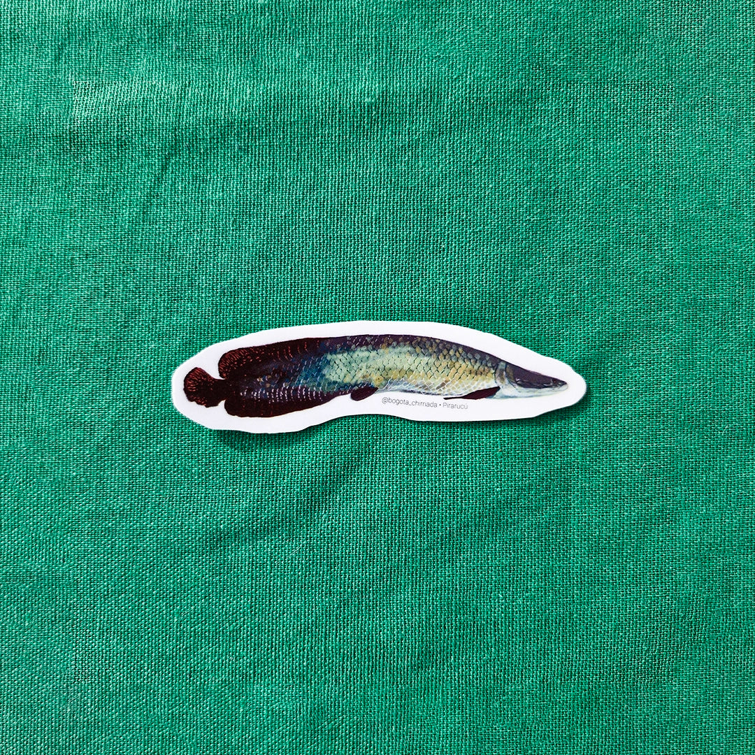 Sticker Pirarucú