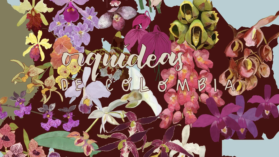 Orquídeas de Colombia: un viaje por su diversidad natural