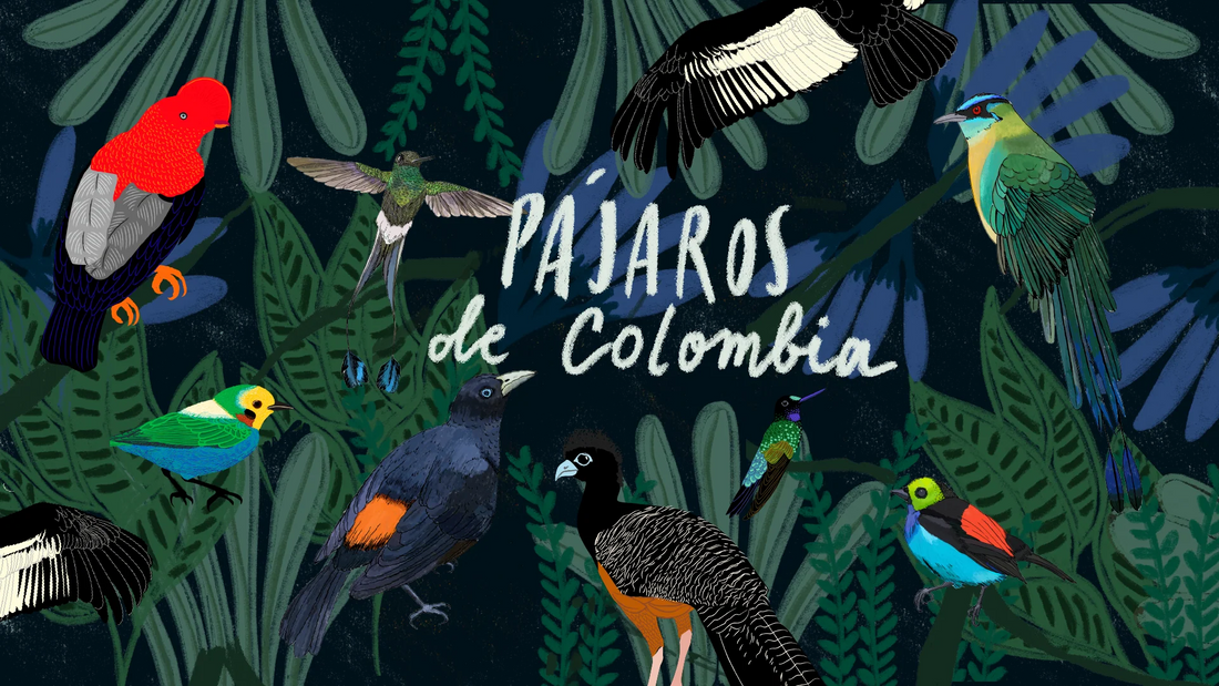 Los pájaros de Colombia o la hazaña extraordinaria del universo
