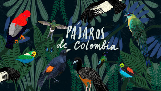 Los pájaros de Colombia o la hazaña extraordinaria del universo