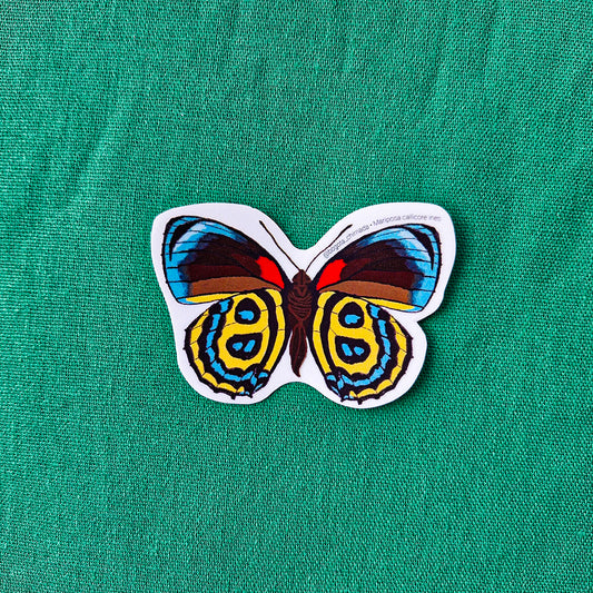 Sticker Mariposa Callicore ines