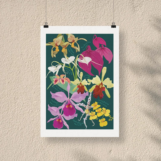 Afiche / Cuadro de Orquídeas de Colombia