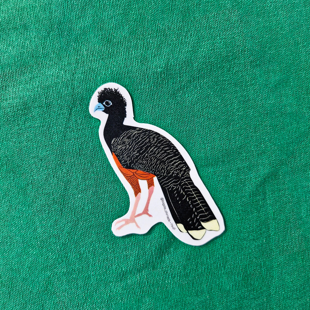 Paquete de Stickers de Pájaros