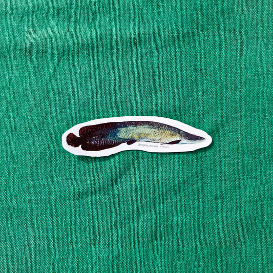 Sticker Pirarucú